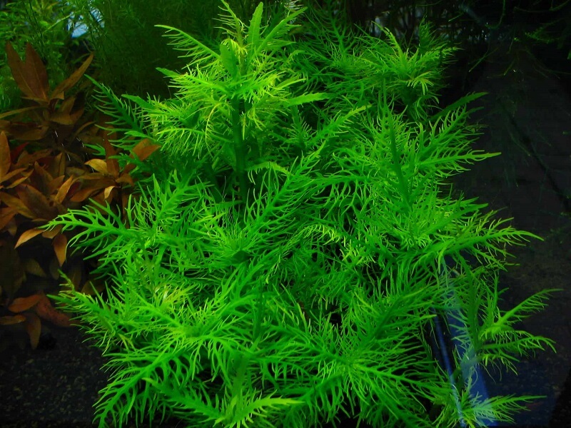 rong-la-lieu rong lá liễu