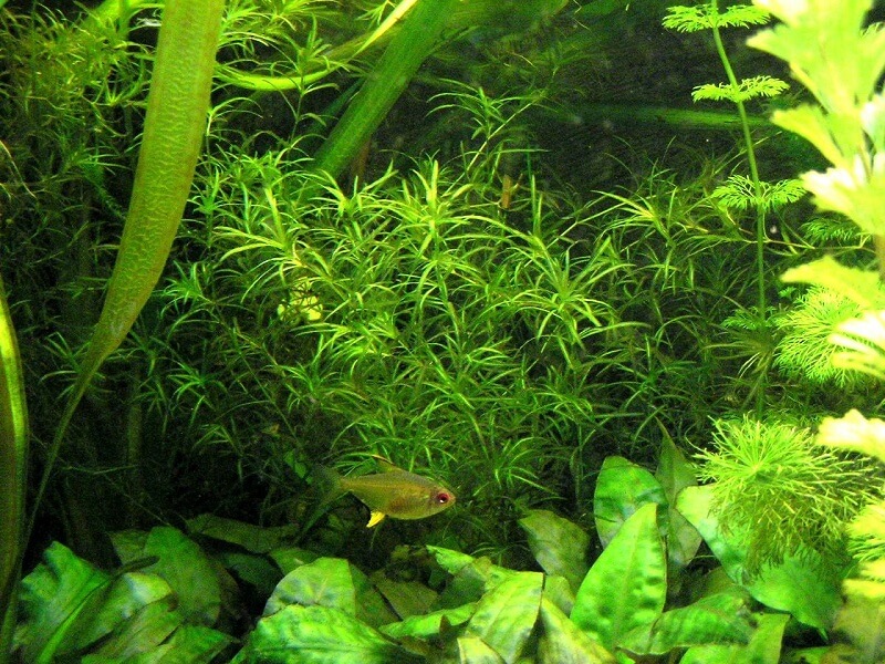 rong-la-thong-jpg rong lá thông