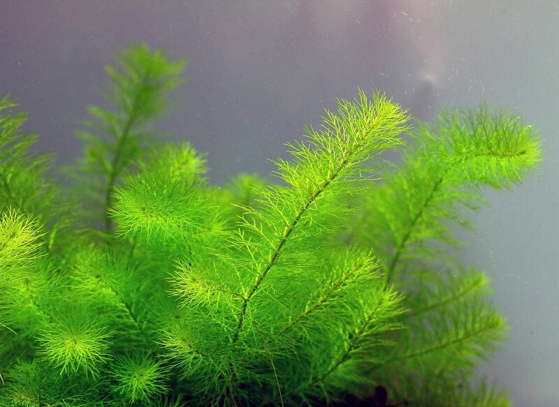 rong-xuong-ca rong xương cá