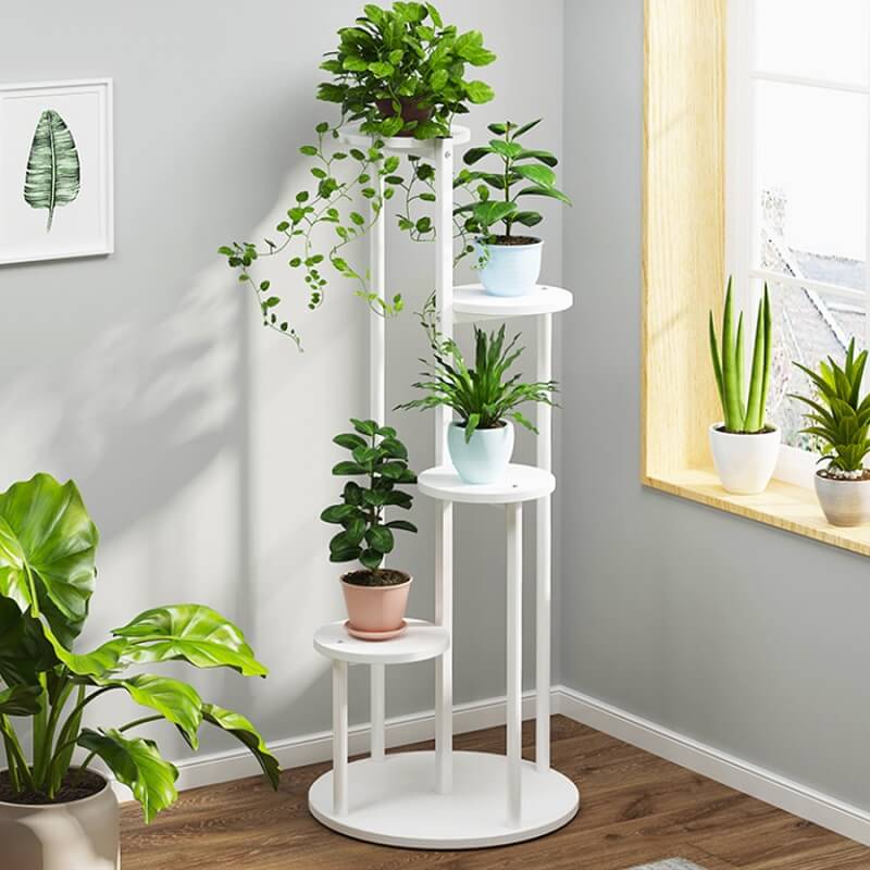 tat-ca-cay-kieng-la-1 tất cả cây kiểng lá