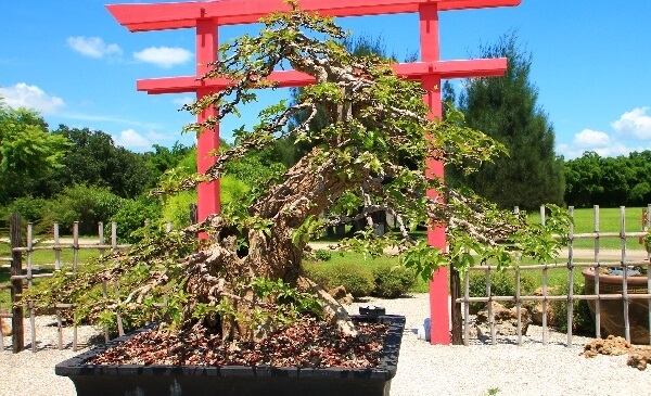 thế mai vàng đẹp