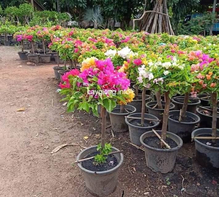 trong-hoa-giay trồng hoa giấy