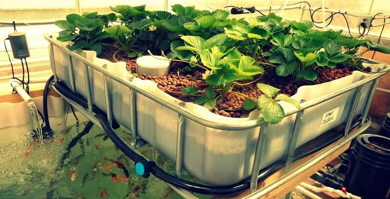 trong-rau-nuoi-ca-aquaponic