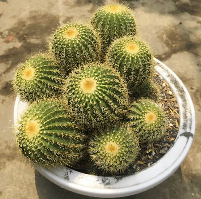 xuong-rong-bong-vang