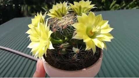 xuong-rong-chuoi-vang