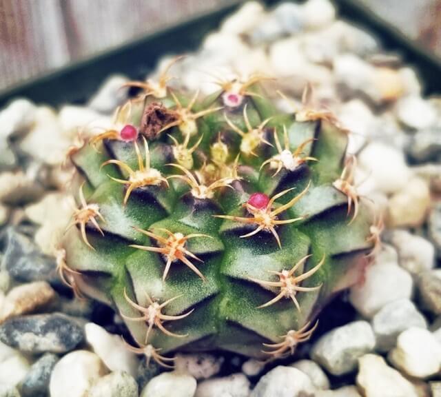 xuong-rong-gymno-van