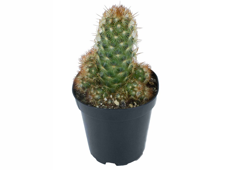 xuong-rong-thach-tru-thien