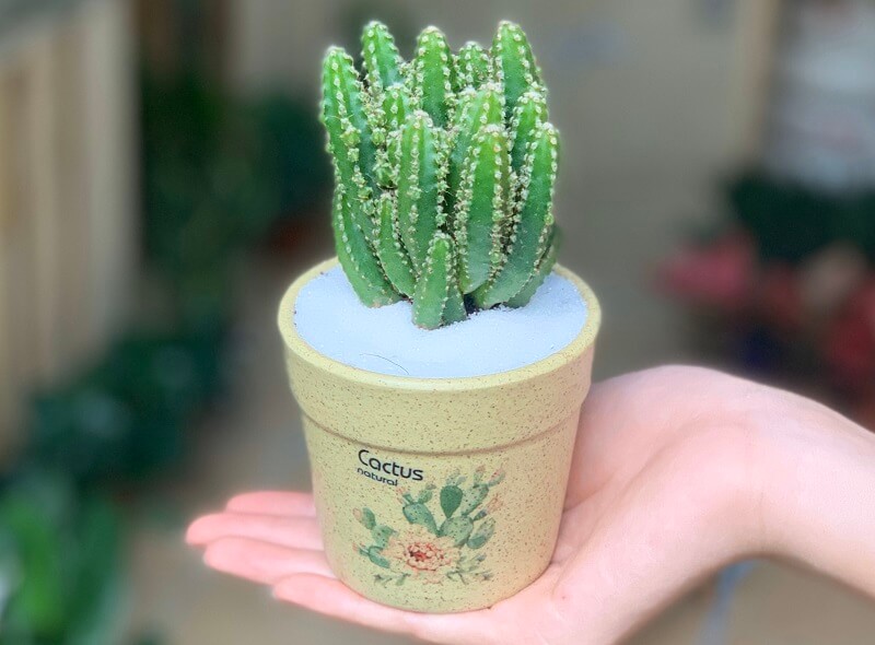 xuong-rong-thanh-son