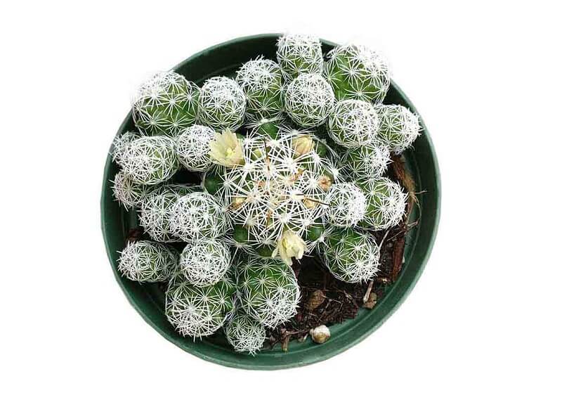 xuong-rong-trung-chim