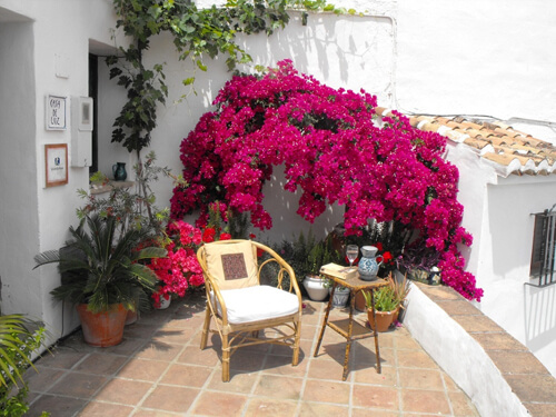 y-nghia-cay-hoa-giay-o-ban-cong ý nghĩa cây hoa giấy ở ban công