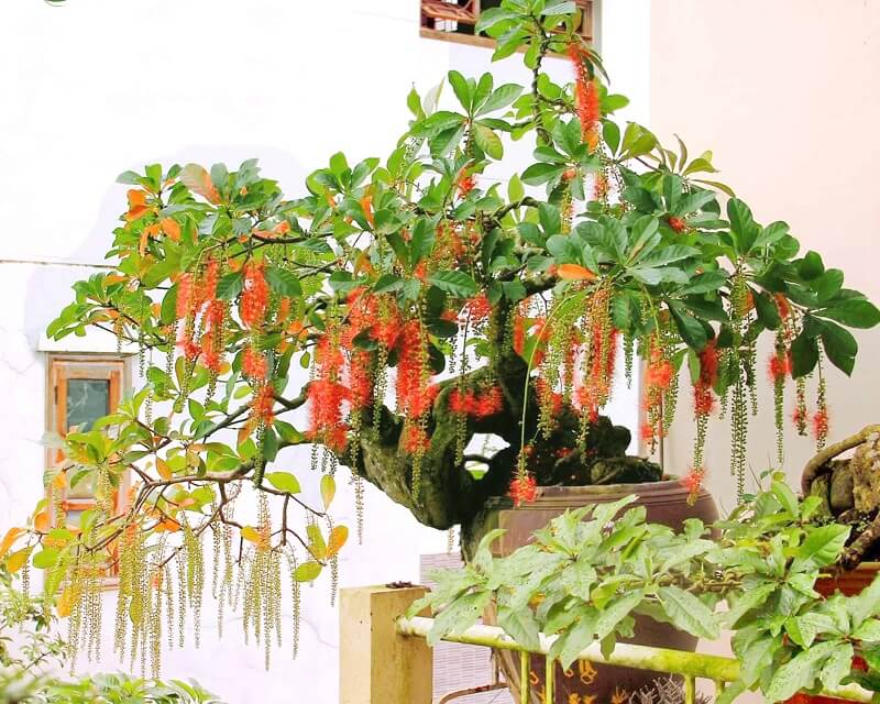 y-nghia-cay-loc-vung ý nghĩa cây lộc vừng