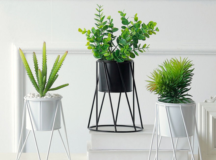 Các loại cây cảnh để bàn có thể may mắn và đẹp mắt »Cây xanh HCM