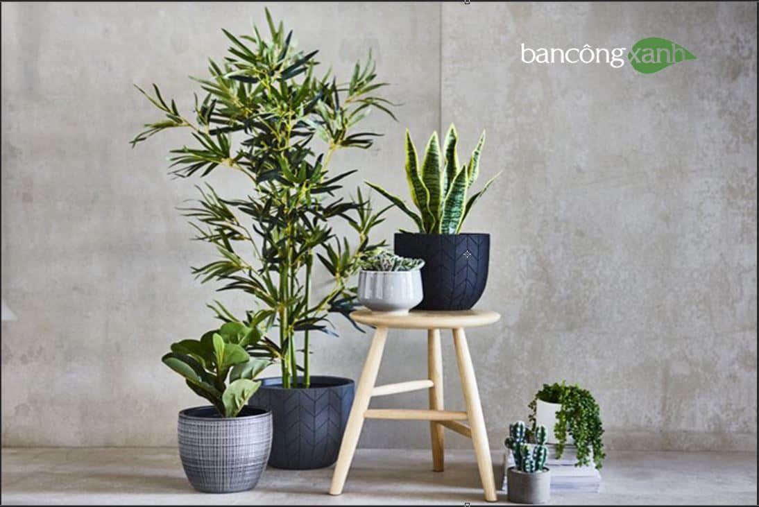 Tạo một khu vườn cây xanh trong nhà ngay tức thì!