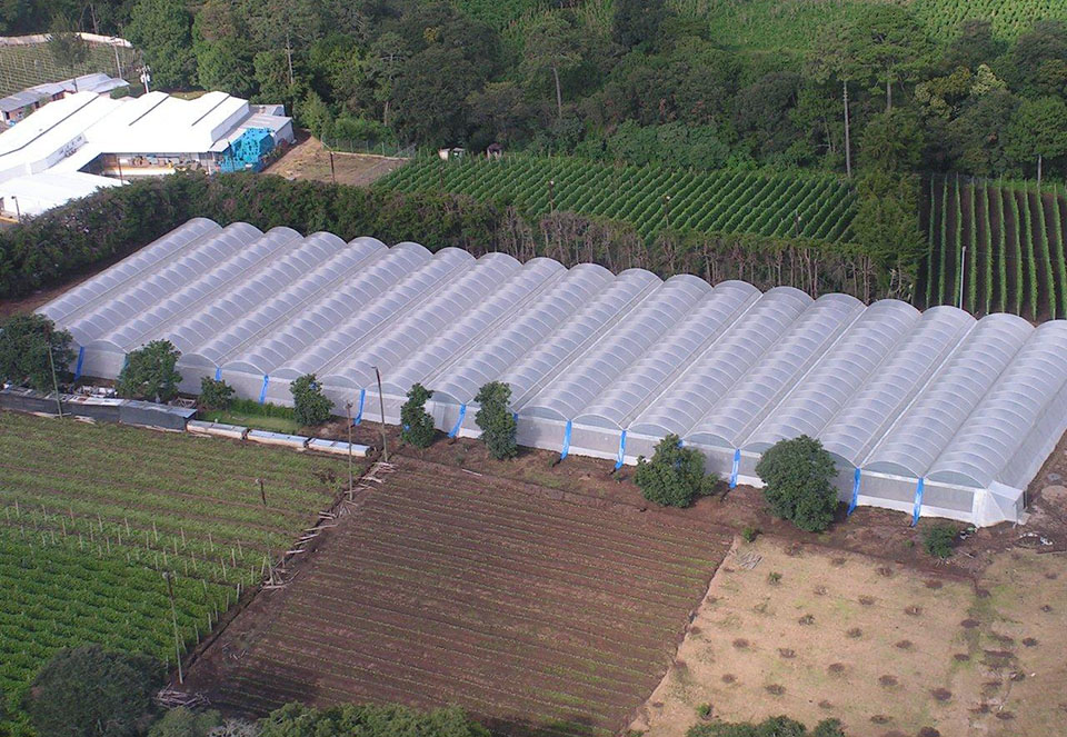 Xu hướng trồng cây trong nhà kính làm nông nghiệp hiện đại