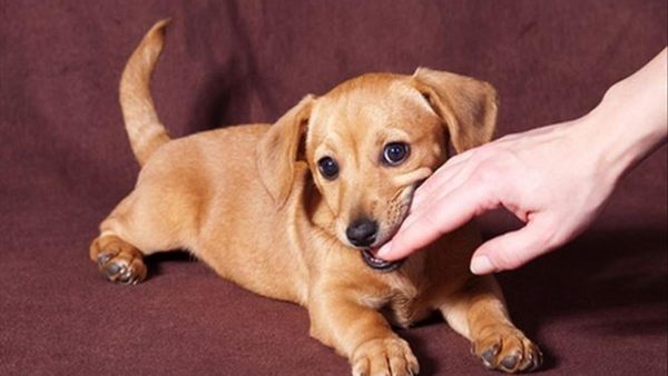 Nằm mơ thấy bị chó cắn là điềm báo gì? Giải mã giấc mơ bị chó cắn con 7 Nằm Mơ Bị Chó Cắn Là Điềm Gì? Giải Mã Giấc Mơ Bị Chó Cắn