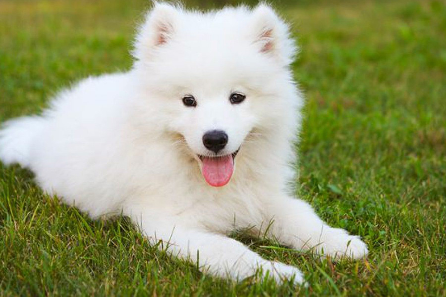 Mơ Thấy Chó Trắng: Bạn Có Biết Điềm Báo Thật Sự Của Giấc Mơ Này?