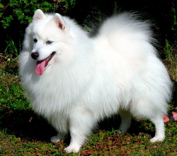 Mơ thấy chó trắng điềm lành hay dữ? Nên đánh số nào may mắn