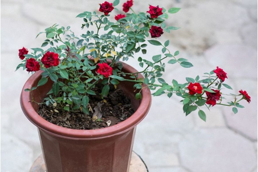 Mẹo Chăm Sóc Hoa Hồng Trong Chậu Đúng Cách Tại Nhà – bTaskee