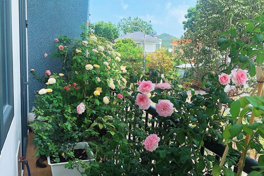 Mẹo Chăm Sóc Hoa Hồng Trong Chậu Đúng Cách Tại Nhà – bTaskee