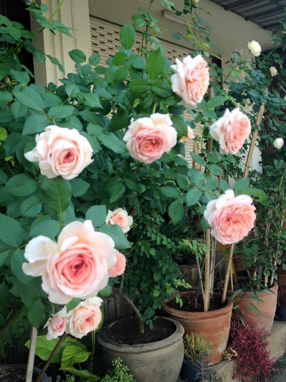 Hướng dẫn cách chăm sóc cây hoa hồng khỏe, hạn chế sâu bệnh - Gốm sân vườn