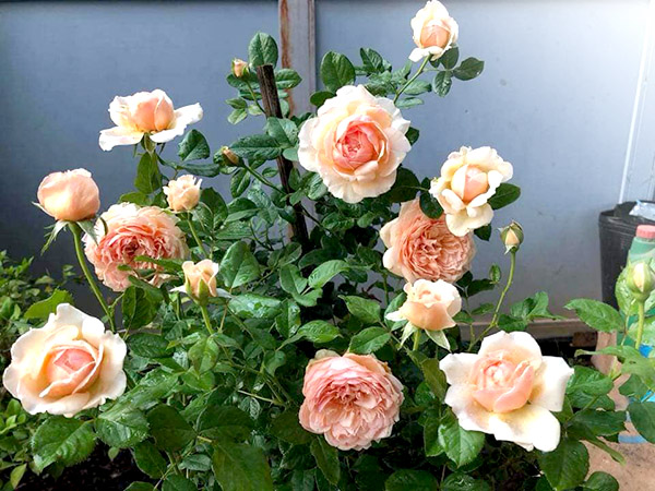 Hướng Dẫn Chăm Sóc Cây Hoa Hồng Trồng Trong Chậu • Sài Gòn Hoa 2023