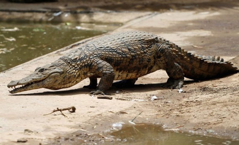 Mơ thấy cá sấu có phải là giấc mơ mang lại các con số xấu không?