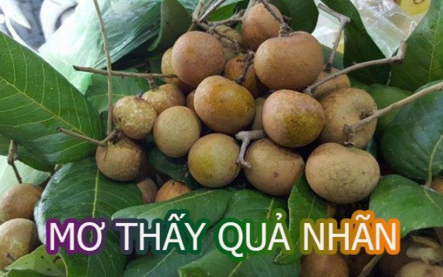 Nằm Mơ Thấy Quả Nhãn Có Điềm Gì? Đánh Số Gì?