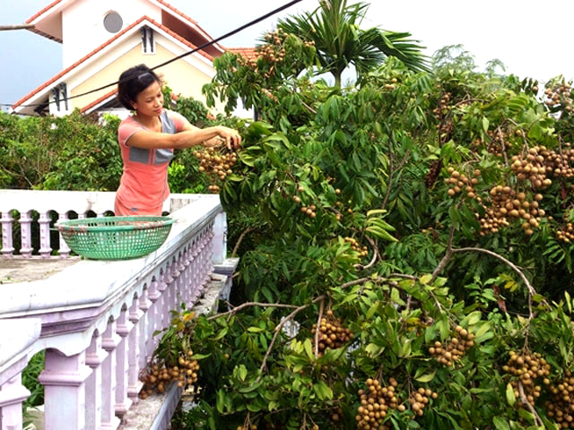 Nằm Mơ Thấy Quả Nhãn Có Điềm Gì? Đánh Số Gì?