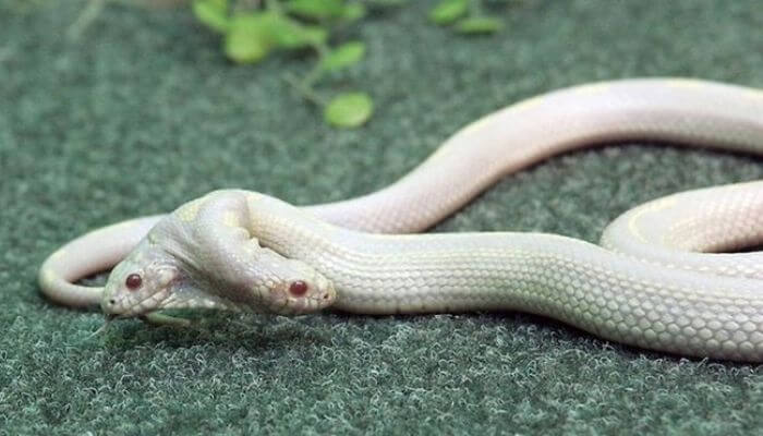 Nếu bạn mơ thấy con rắn hai đầu thì bạn sẽ đặt cược vào con số nào để trúng lớn?