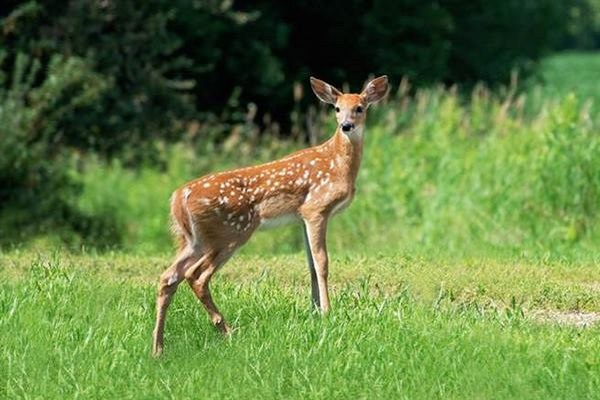Con hươu là số mấy? Nằm mơ thấy hươu có ý nghĩa gì?-3 Con nai số mấy? Mơ thấy nai báo điềm gì? - NgayAm.com