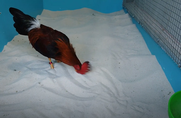 Kinh nghiệm nuôi gà trên cát trắng và cách chọn cát nuôi gà